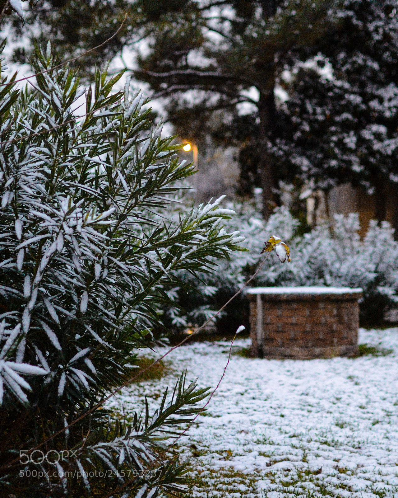 Nikon D3100 sample photo. Southern winter photography