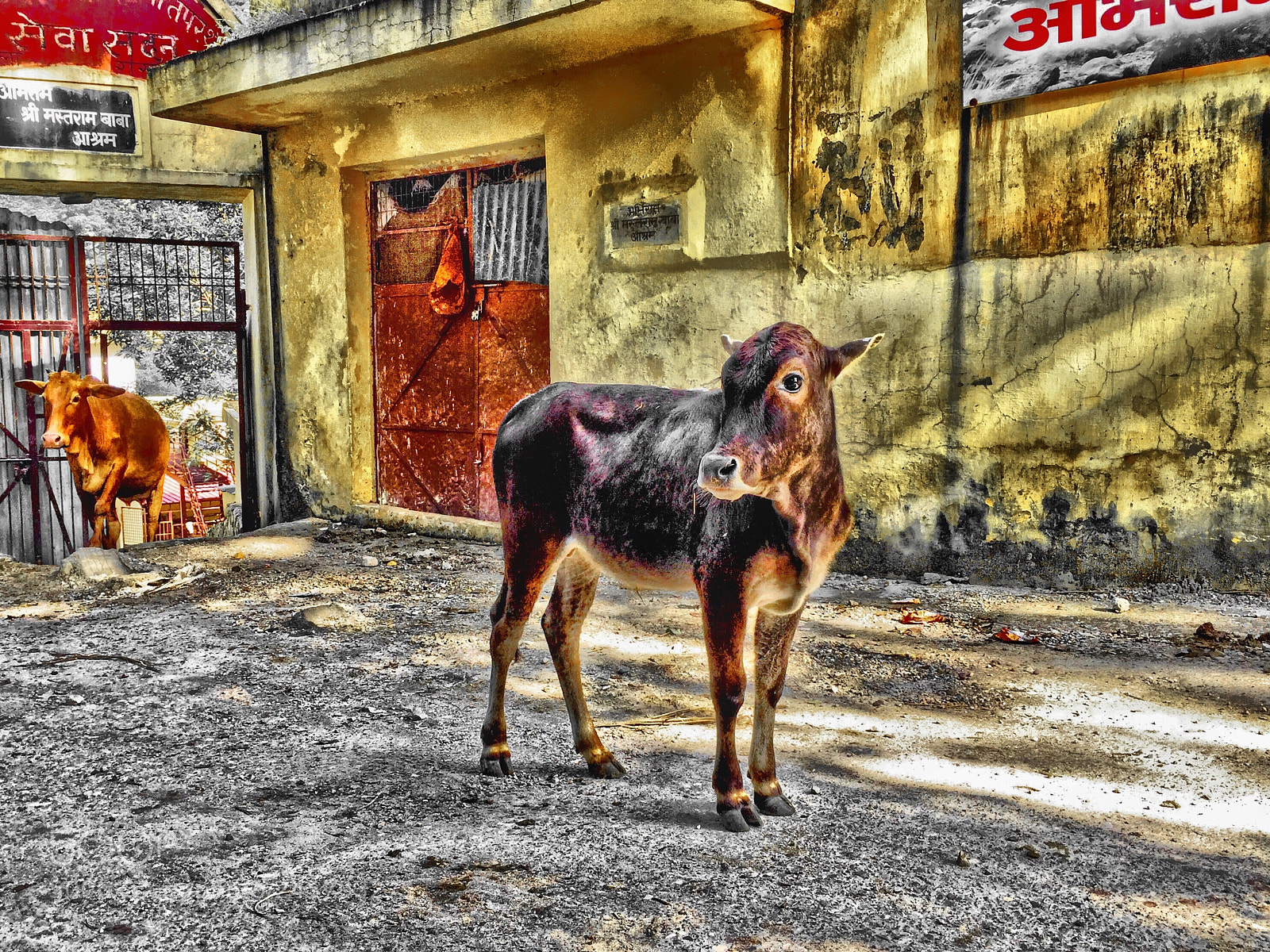 Apple iPhone 6 Plus sample photo. Cow in rishikesh india photography