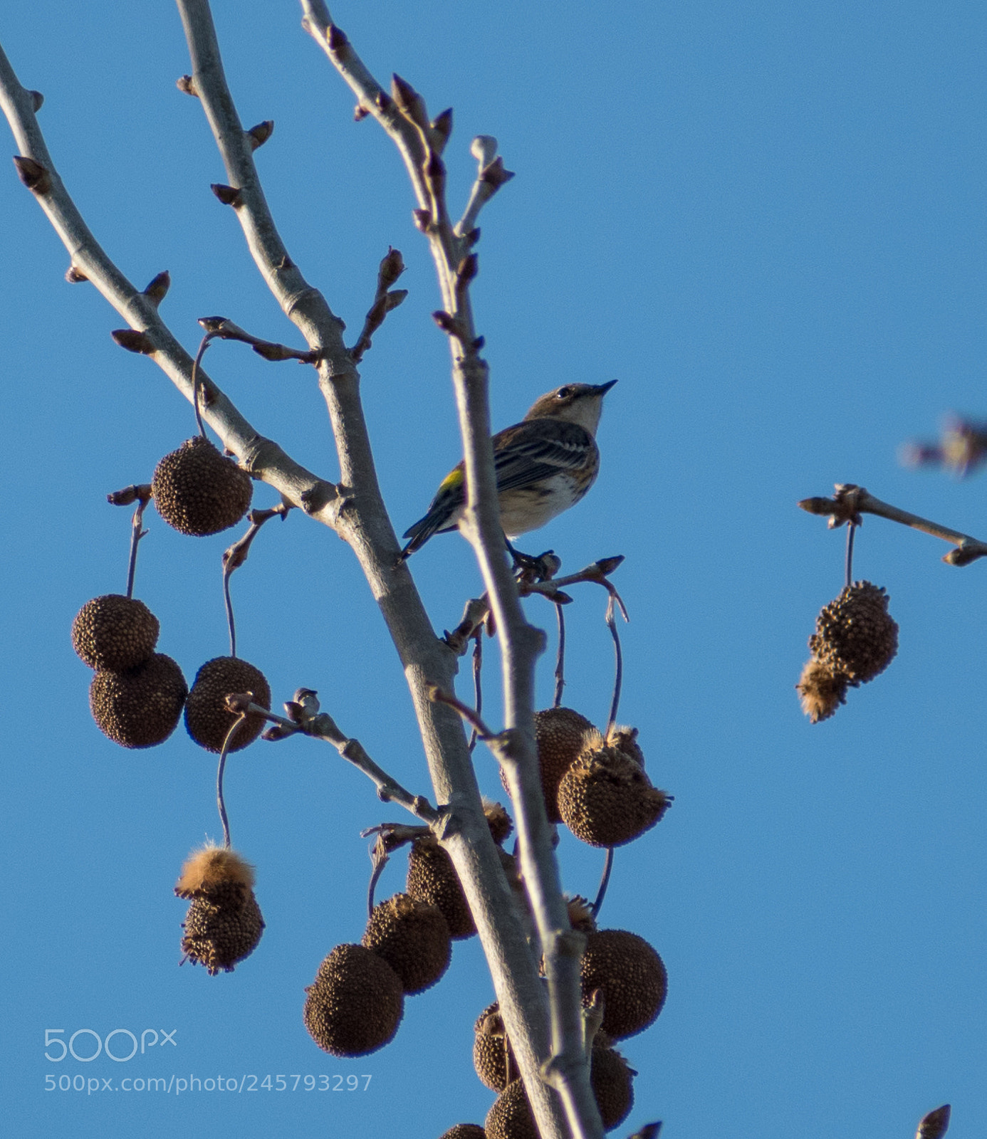 Nikon D5500 sample photo. Yellow-rumped warbler on elm photography