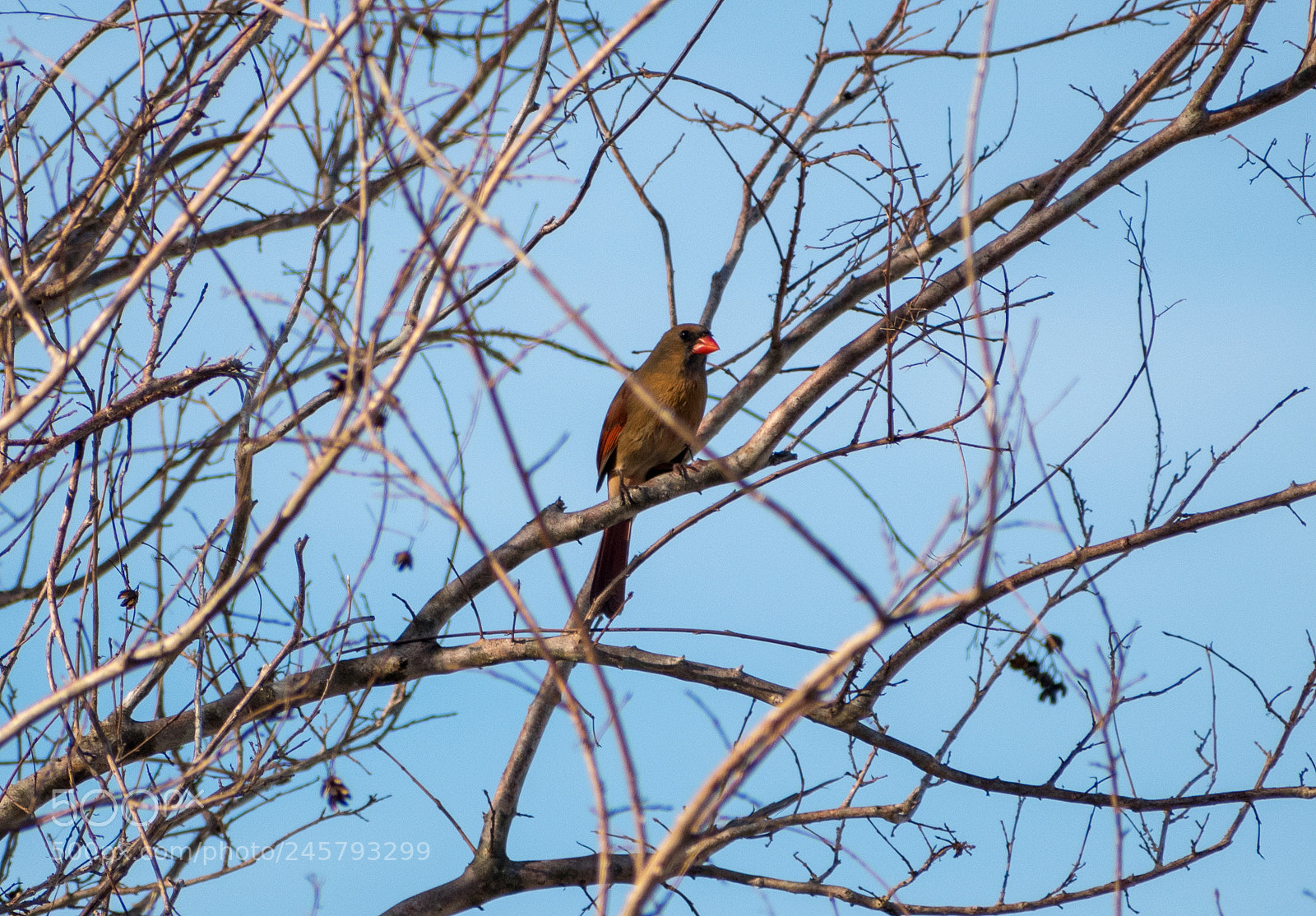 Nikon D5500 sample photo. Northern cardinal female photography