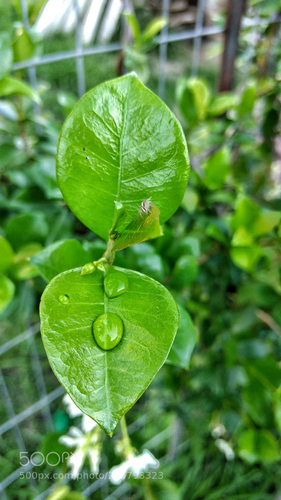 Motorola Moto G (4) sample photo. Untitled photography