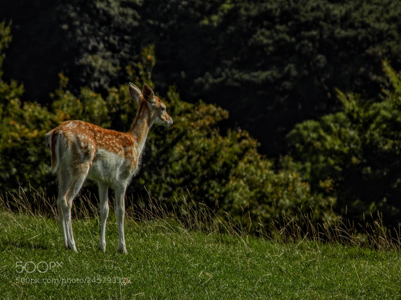 Nikon COOLPIX L340 sample photo. Deer photography
