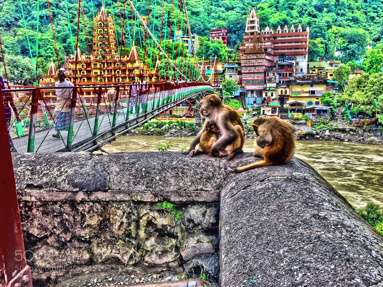 Apple iPhone 6 Plus sample photo. Monkeys in rishikesh india photography