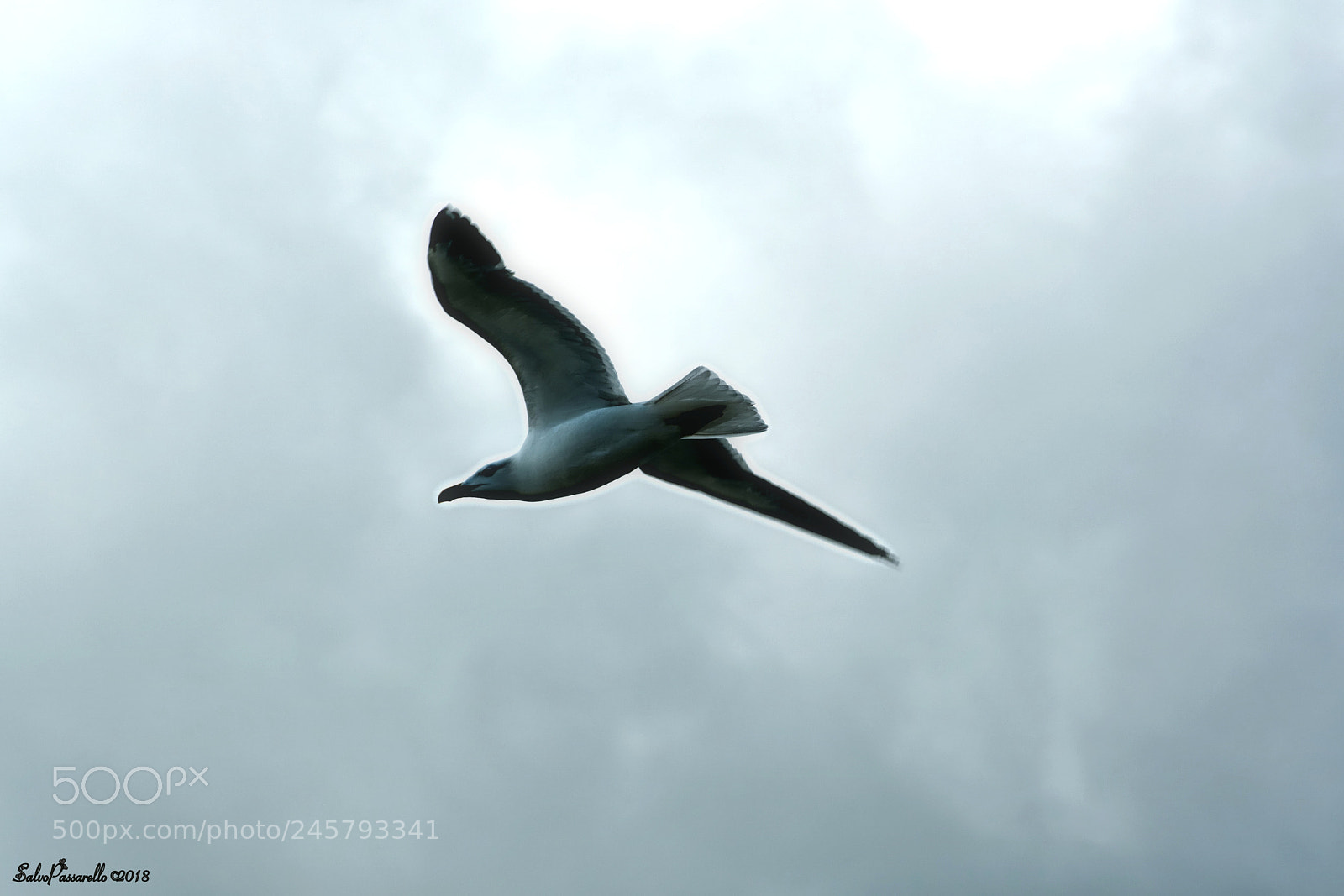 Nikon D5200 sample photo. Seagull in the wind photography