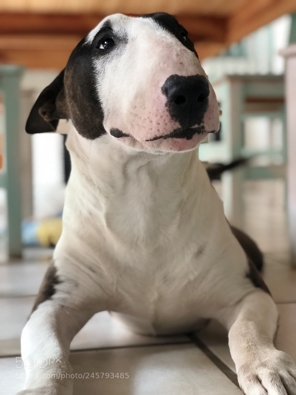Apple iPhone 8 Plus sample photo. #rocko photography