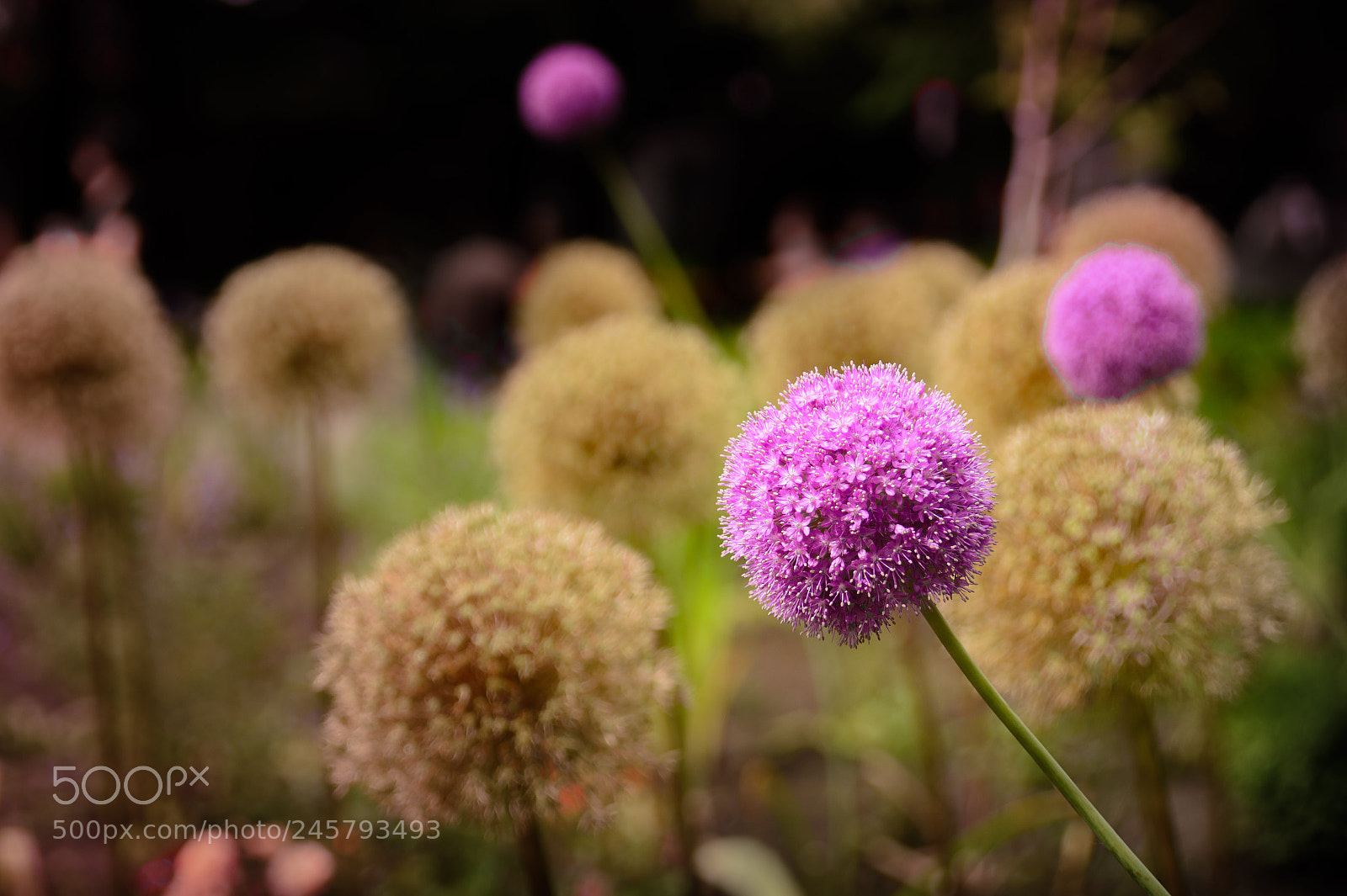 Nikon D7100 sample photo. Purple drops photography