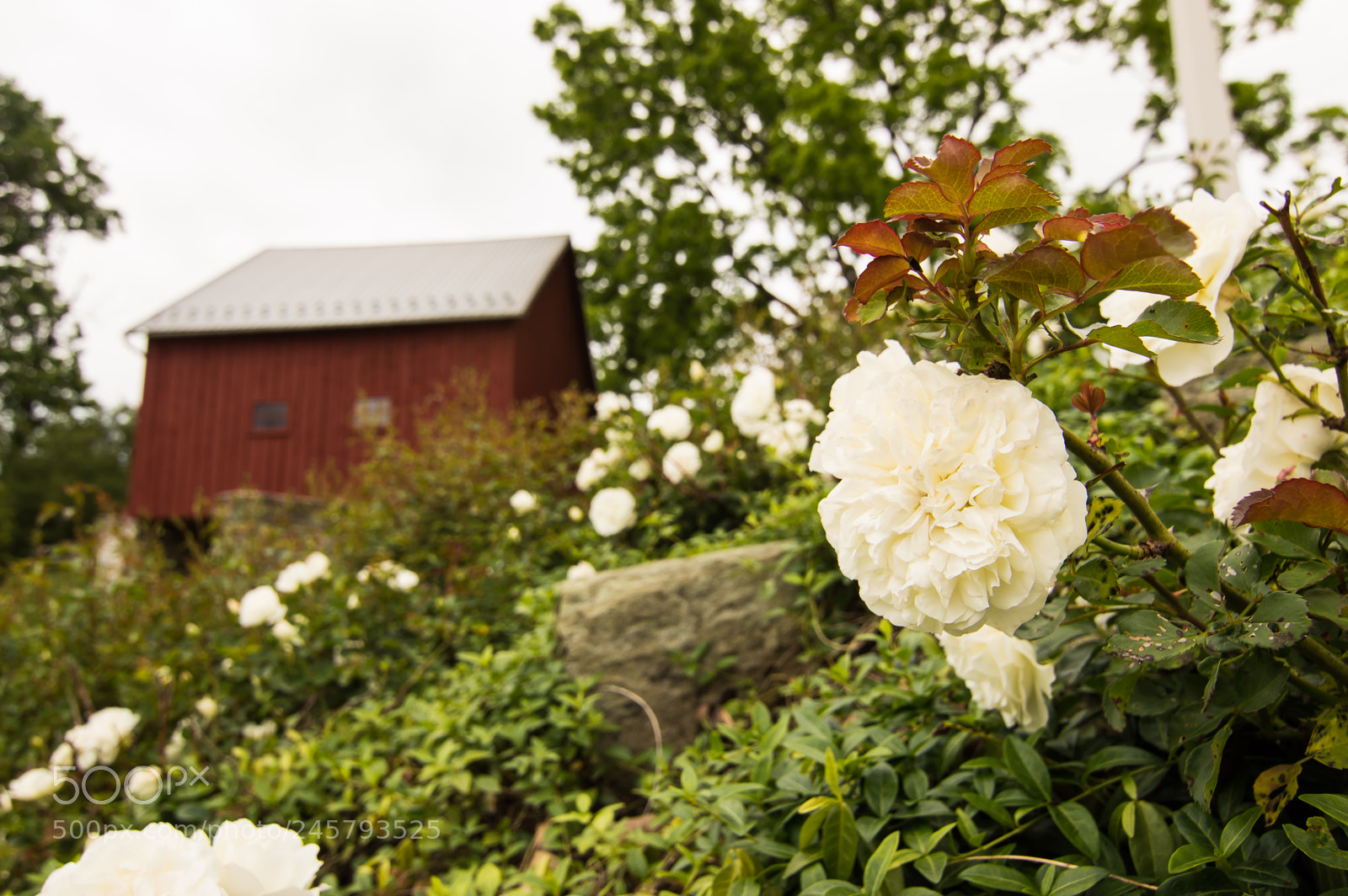 Nikon D3200 sample photo. Flower boket photography
