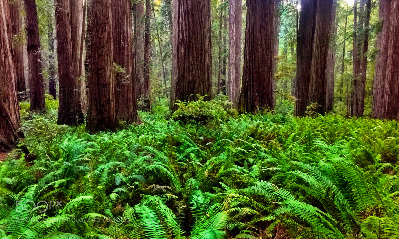 Apple iPhone 6 Plus sample photo. California redwoods photography