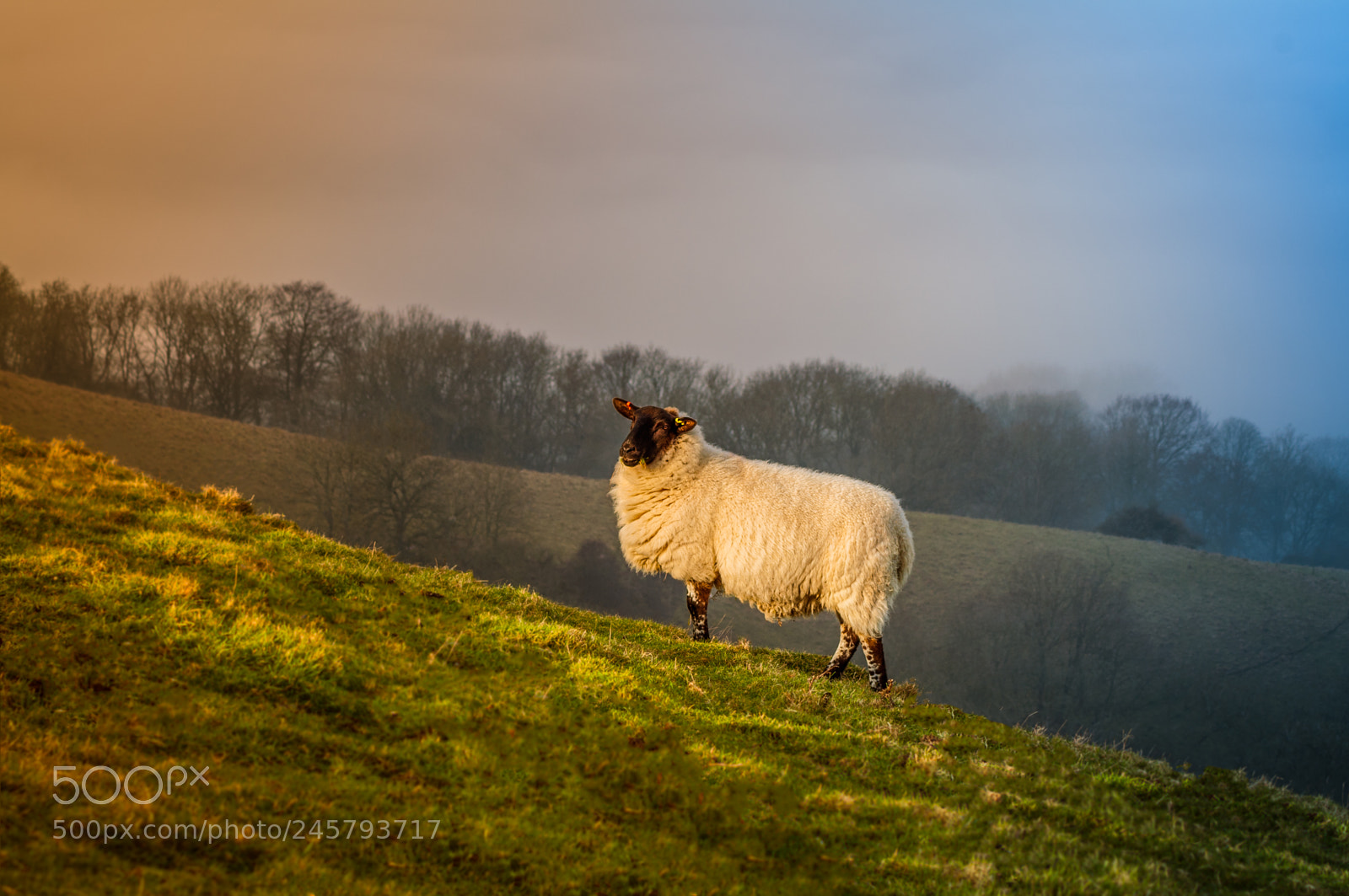 Nikon D90 sample photo. Ditchling beacon sheep photography