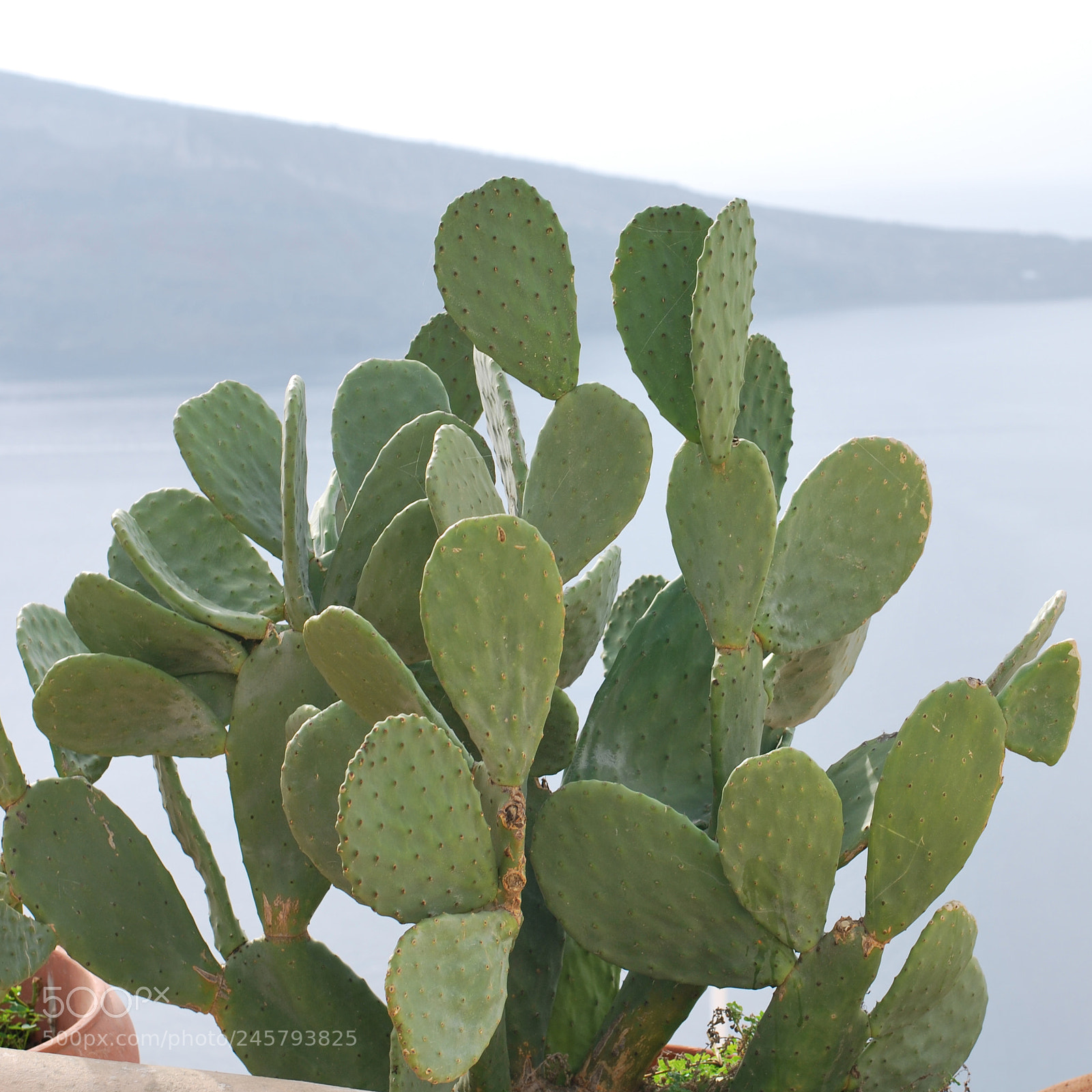 Nikon D60 sample photo. Cactus photography