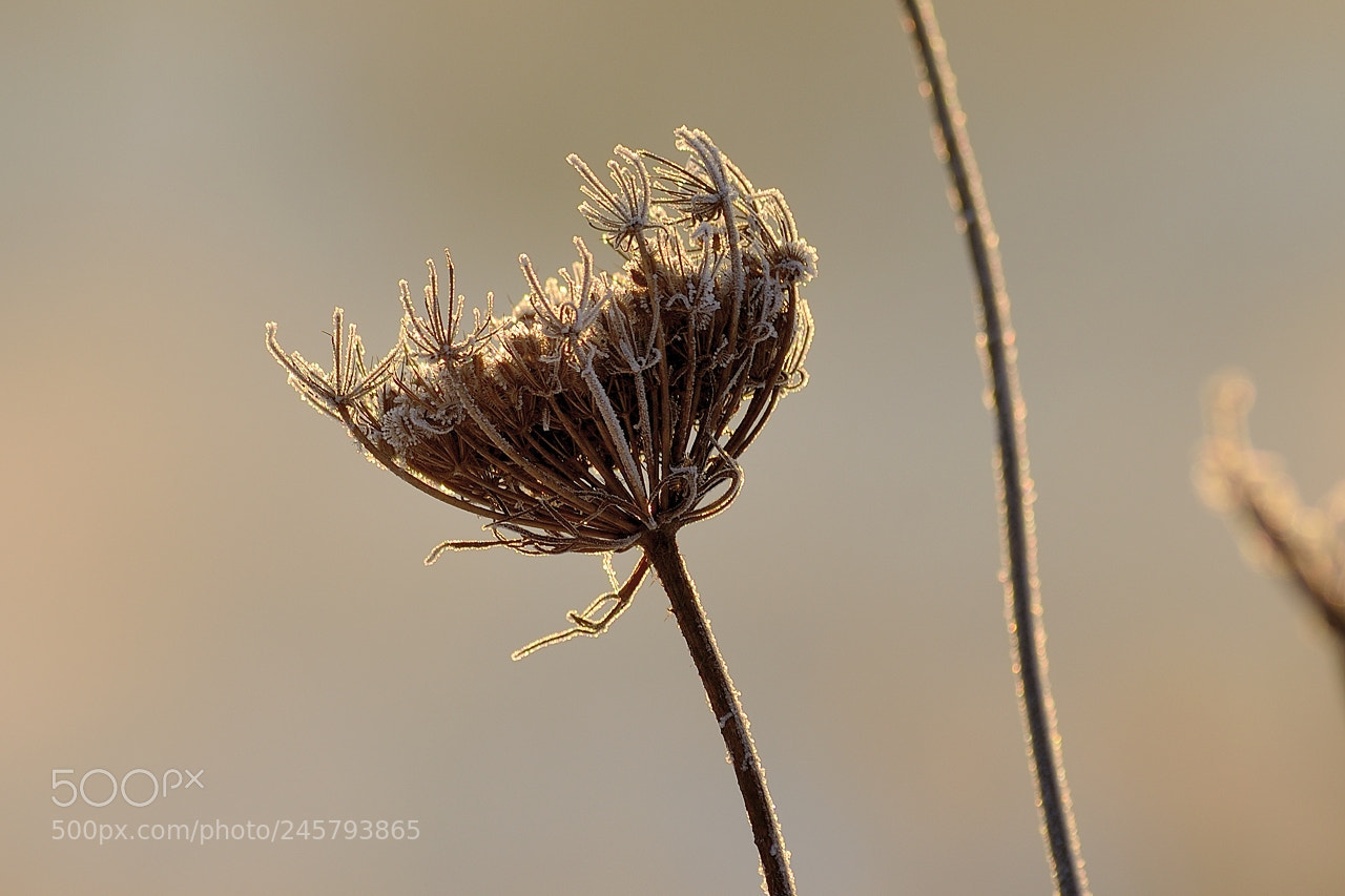 Nikon D5100 sample photo. Morning frost. photography