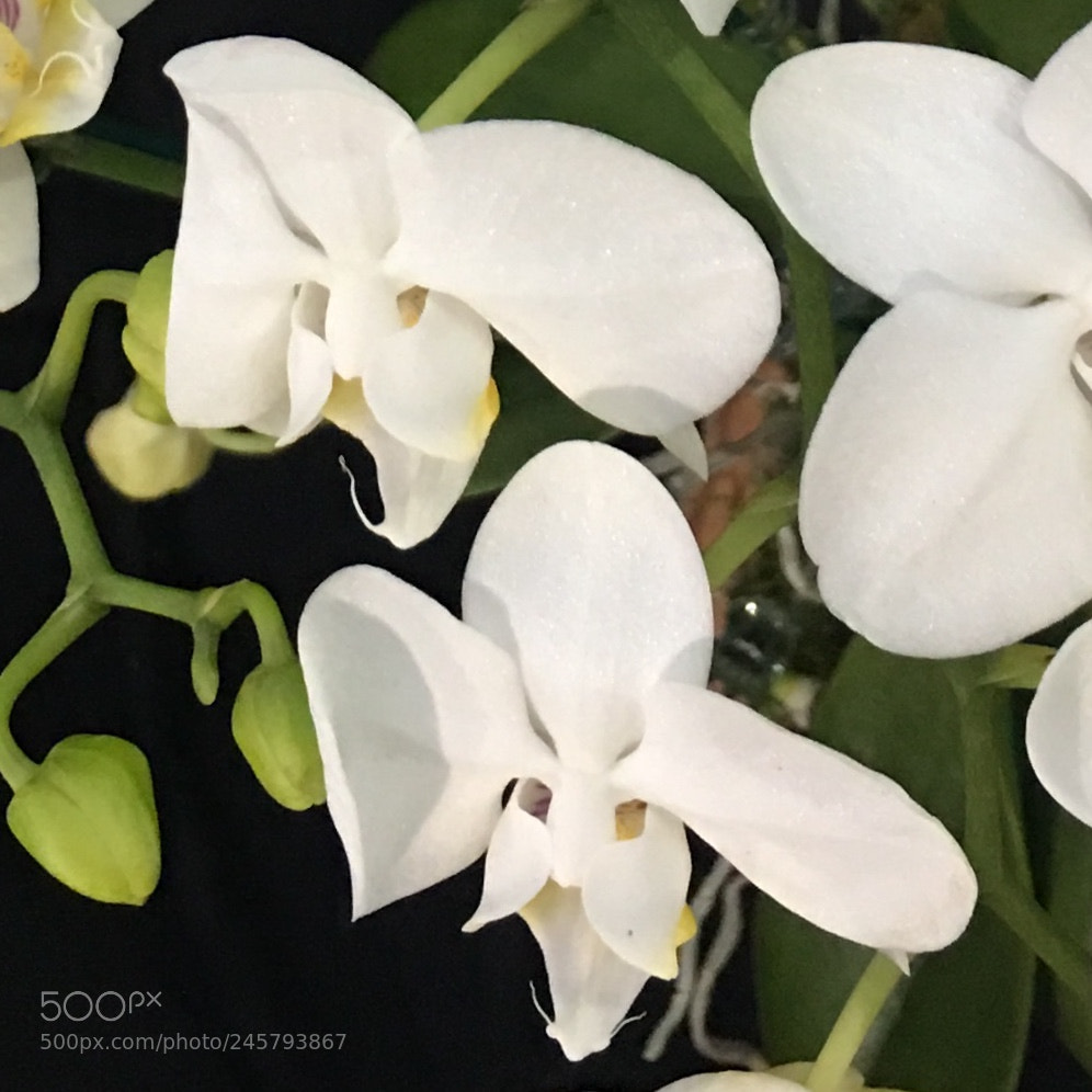 Apple iPhone 6s Plus sample photo. Orquídeas photography