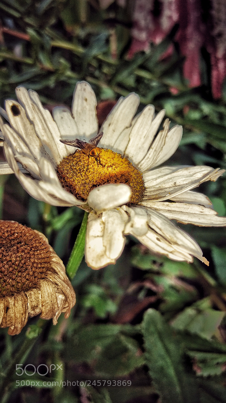 Motorola Moto G (4) sample photo. Untitled photography