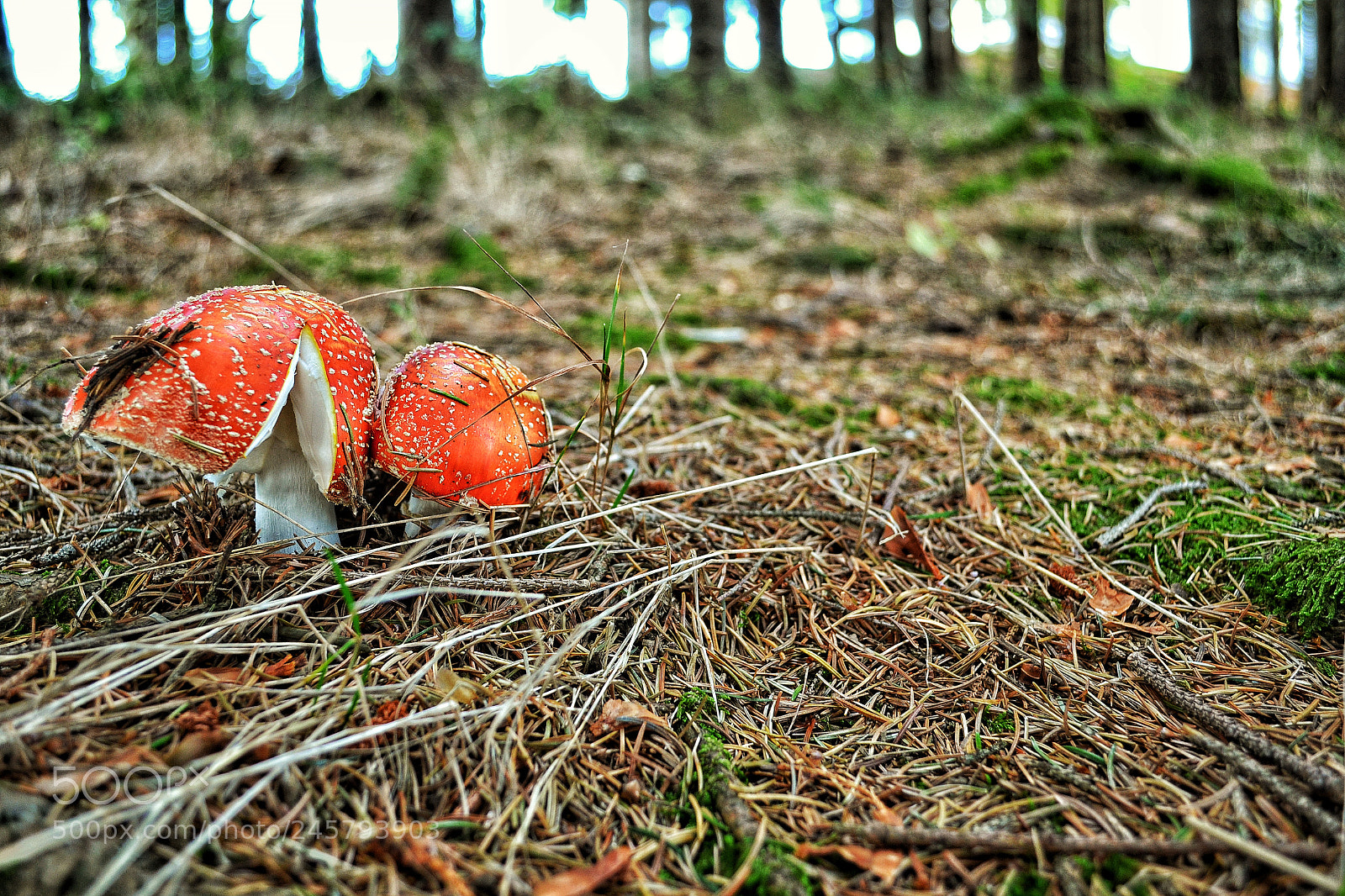 Nikon D3100 sample photo. Red twins photography