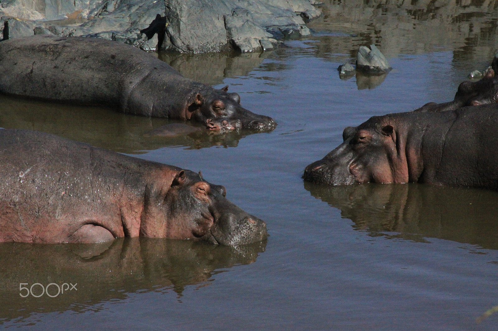 Canon EF 28-135mm F3.5-5.6 IS USM sample photo. Hippos photography