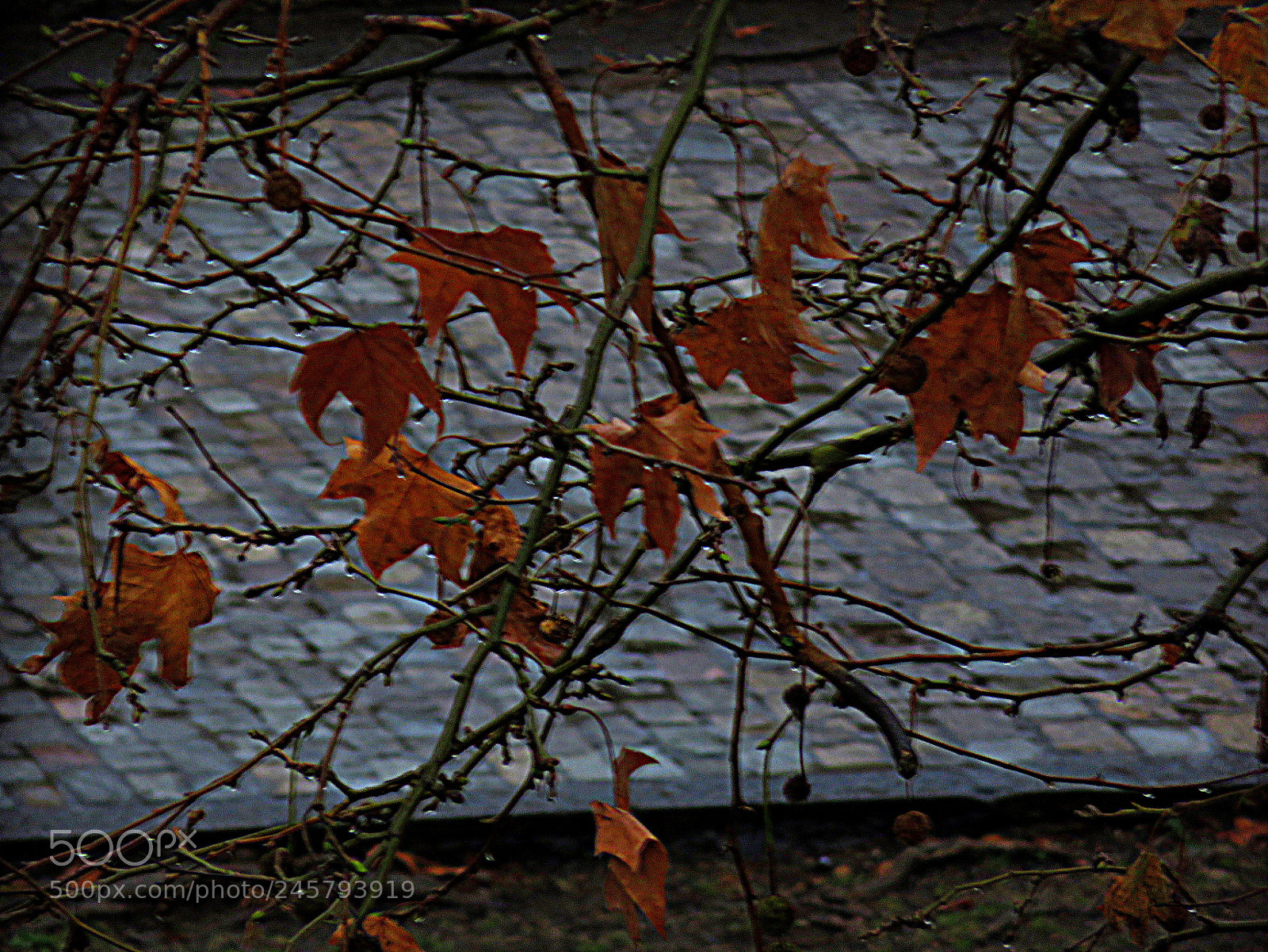 Canon PowerShot SX710 HS sample photo. Dia de pluja photography
