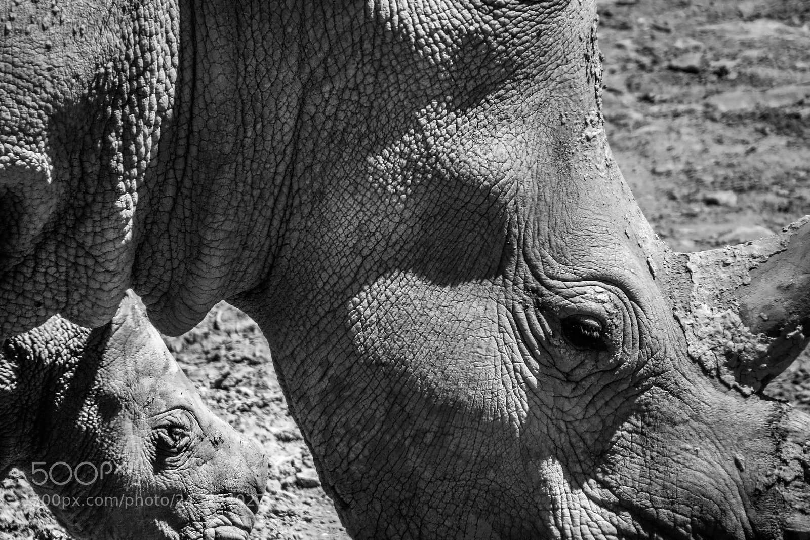 Canon PowerShot SX50 HS sample photo. Rhino - safari in photography
