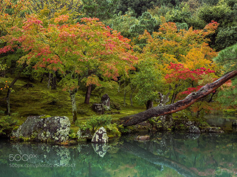 Olympus OM-D E-M5 II sample photo. Arashiyama bamboo forest photography
