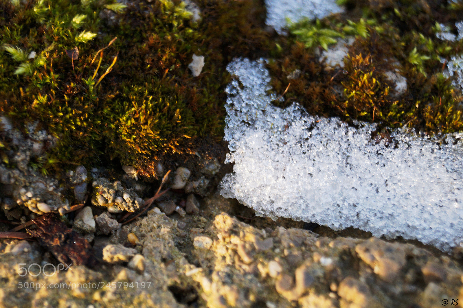 Sony SLT-A58 sample photo. Stone/moss/snow photography