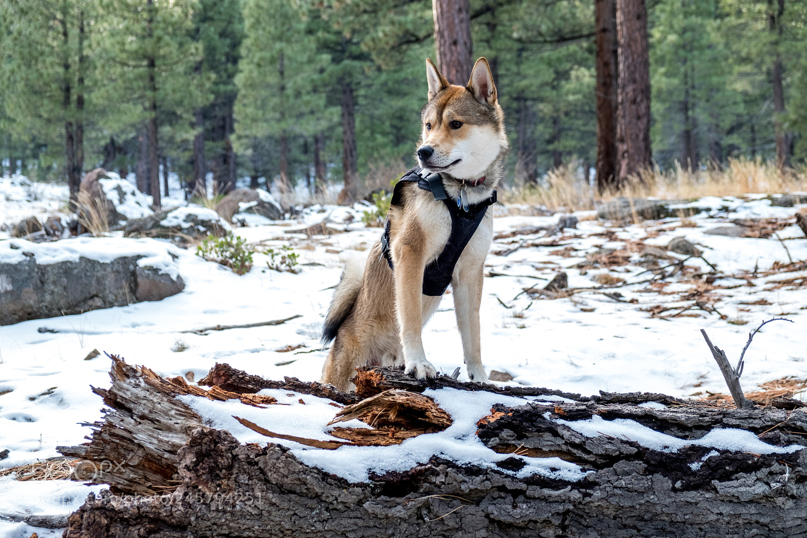 Fujifilm X-T2 sample photo. Whites creek snow hike photography