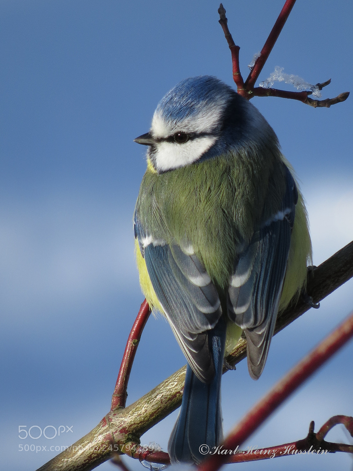 Canon PowerShot SX50 HS sample photo. Blaumeise blue tit herrerillo photography
