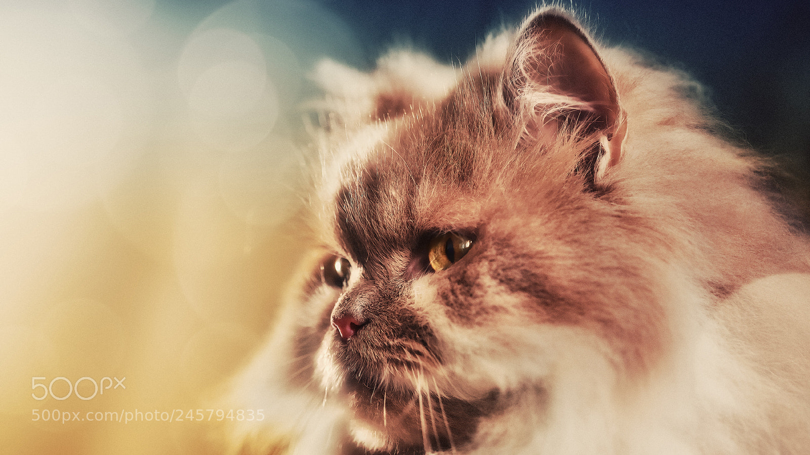 Canon EOS 5D sample photo. Cat photography