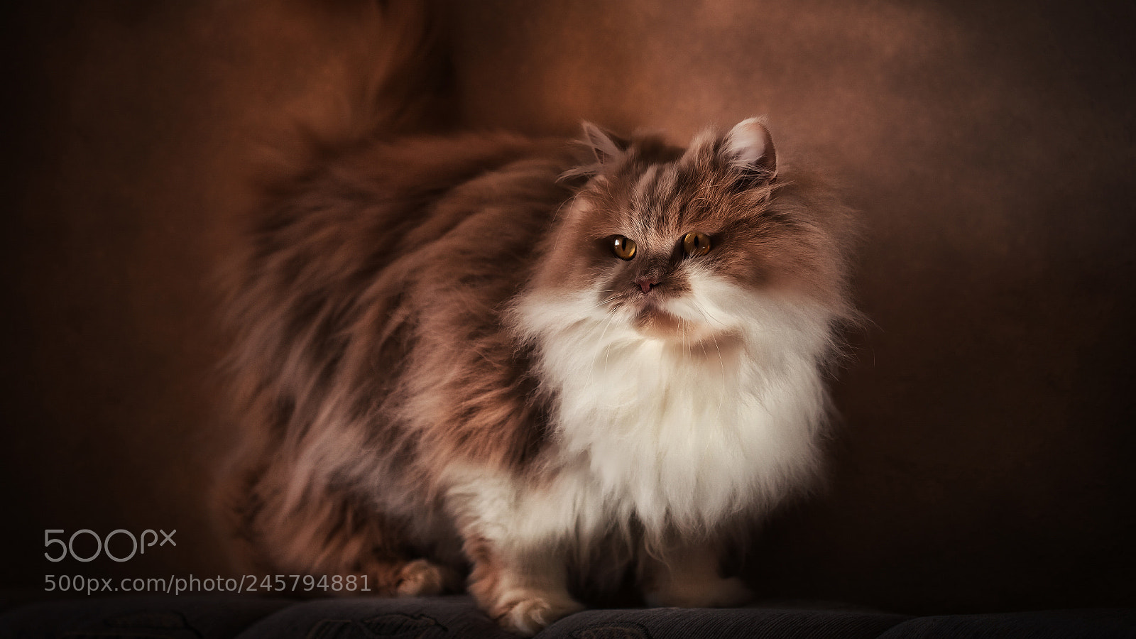 Canon EOS 5D sample photo. Cat photography