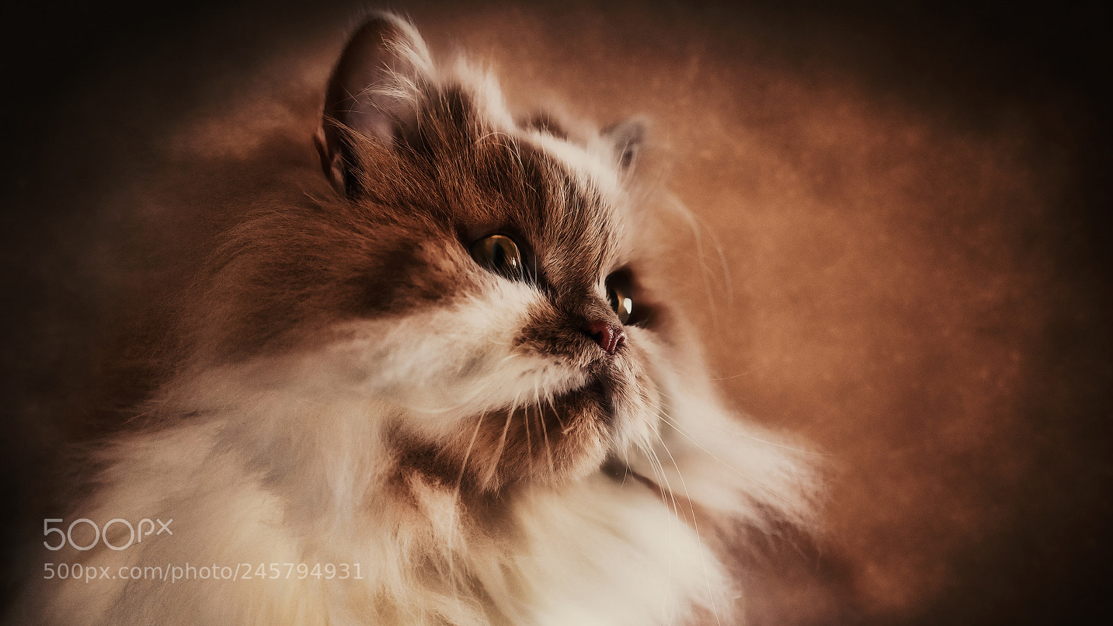 Canon EOS 5D sample photo. Cat photography