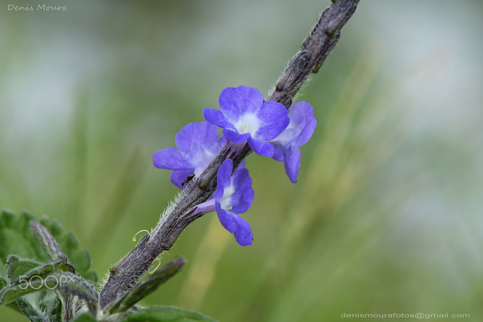 Nikon AF-S Micro-Nikkor 105mm F2.8G IF-ED VR sample photo. Flor photography