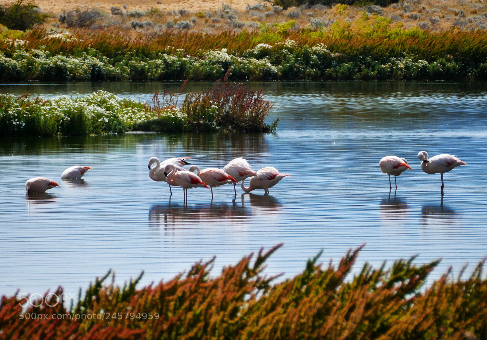 Panasonic Lumix DMC-FZ1000 sample photo. Flamencos - laguna nimez photography