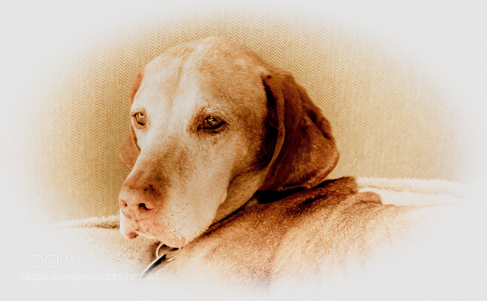 Sony SLT-A77 sample photo. Ruby photography