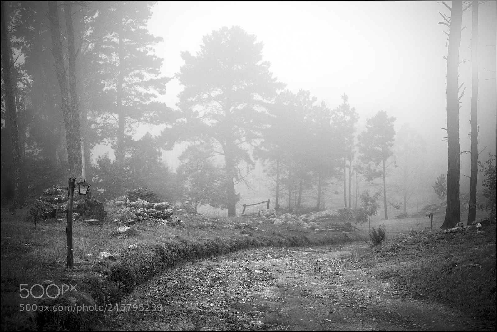Nikon D600 sample photo. La niebla y el photography