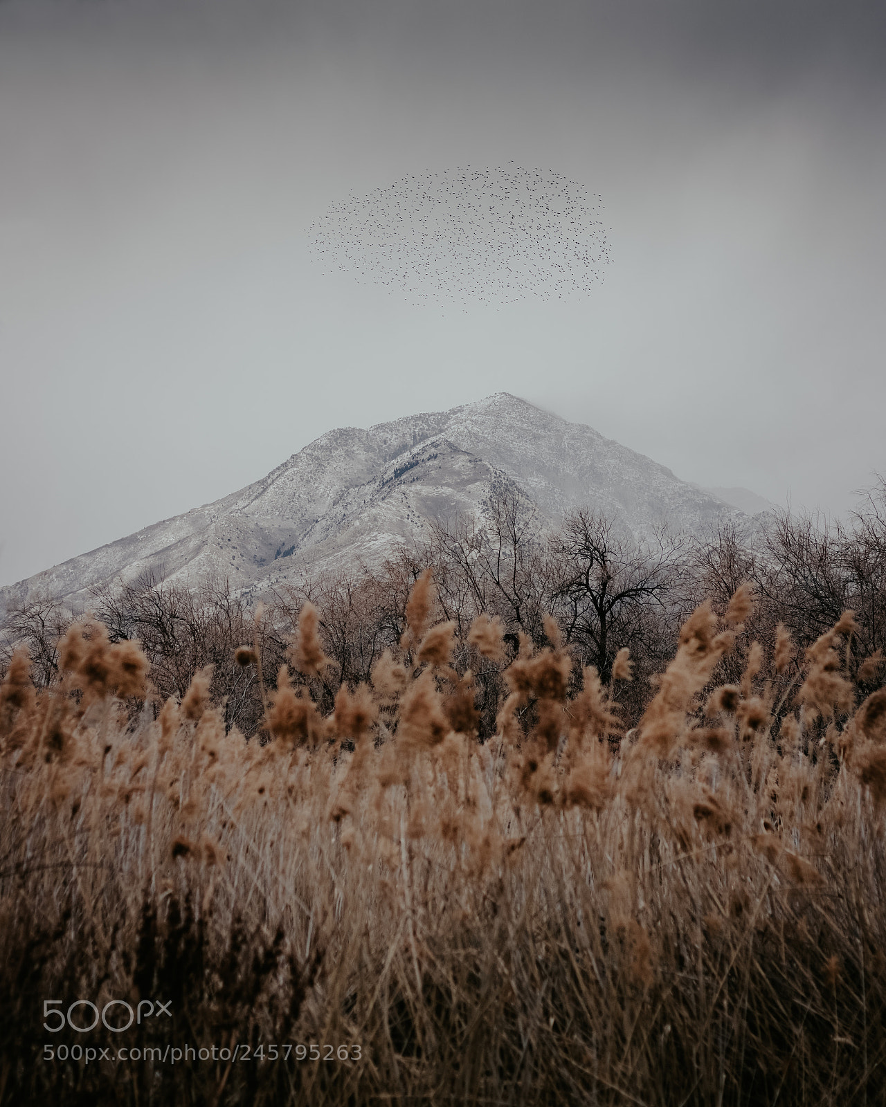 Canon EOS 750D (EOS Rebel T6i / EOS Kiss X8i) sample photo. Bird patterns photography