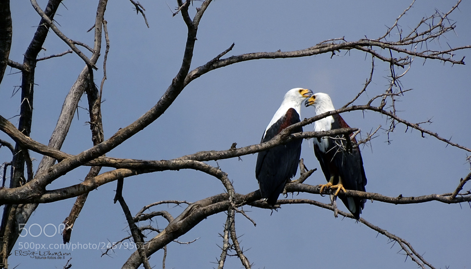 Sony Cyber-shot DSC-HX400V sample photo. African fish eagle photography