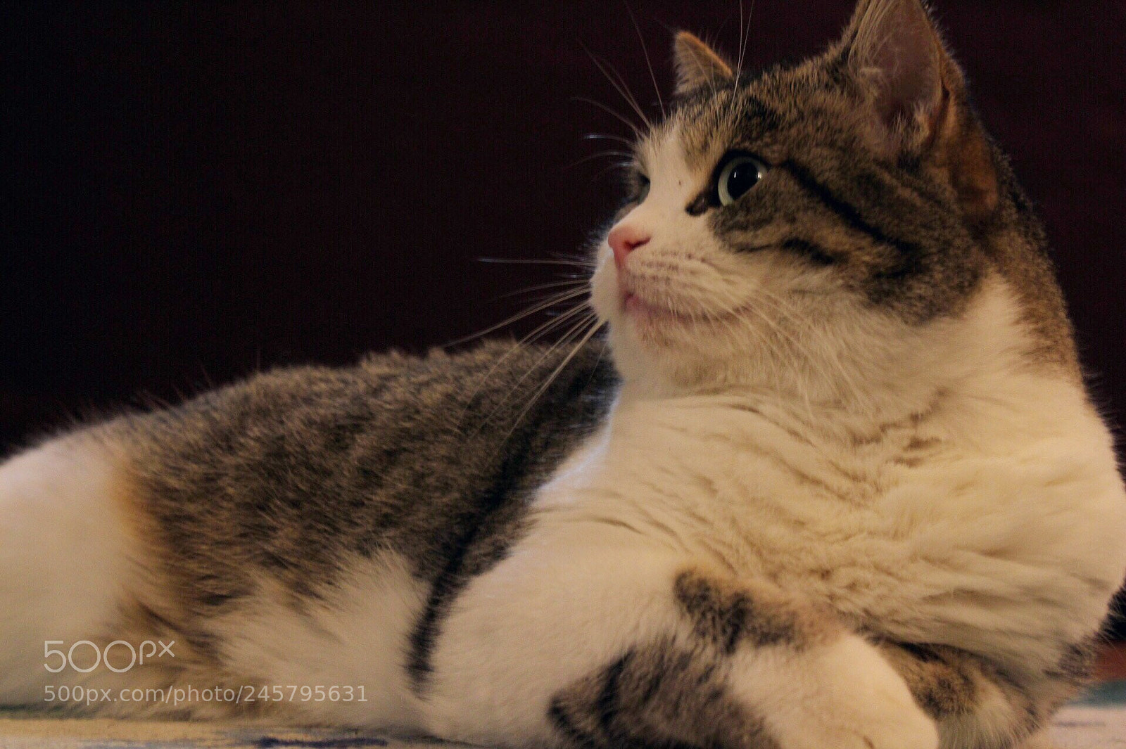 Canon EOS 1300D (EOS Rebel T6 / EOS Kiss X80) sample photo. Meow❤️ photography