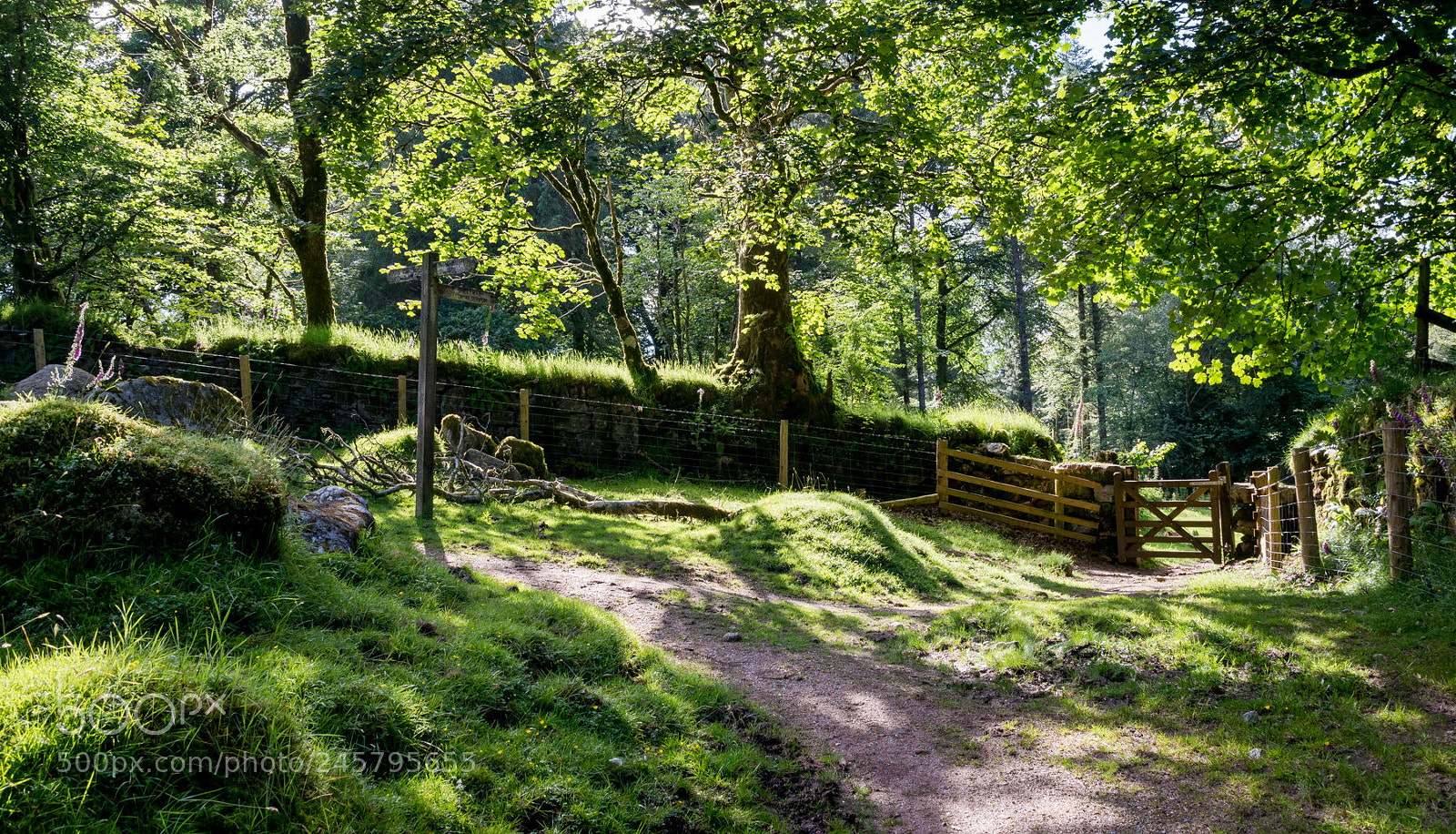 Nikon D610 sample photo. Along the track from photography