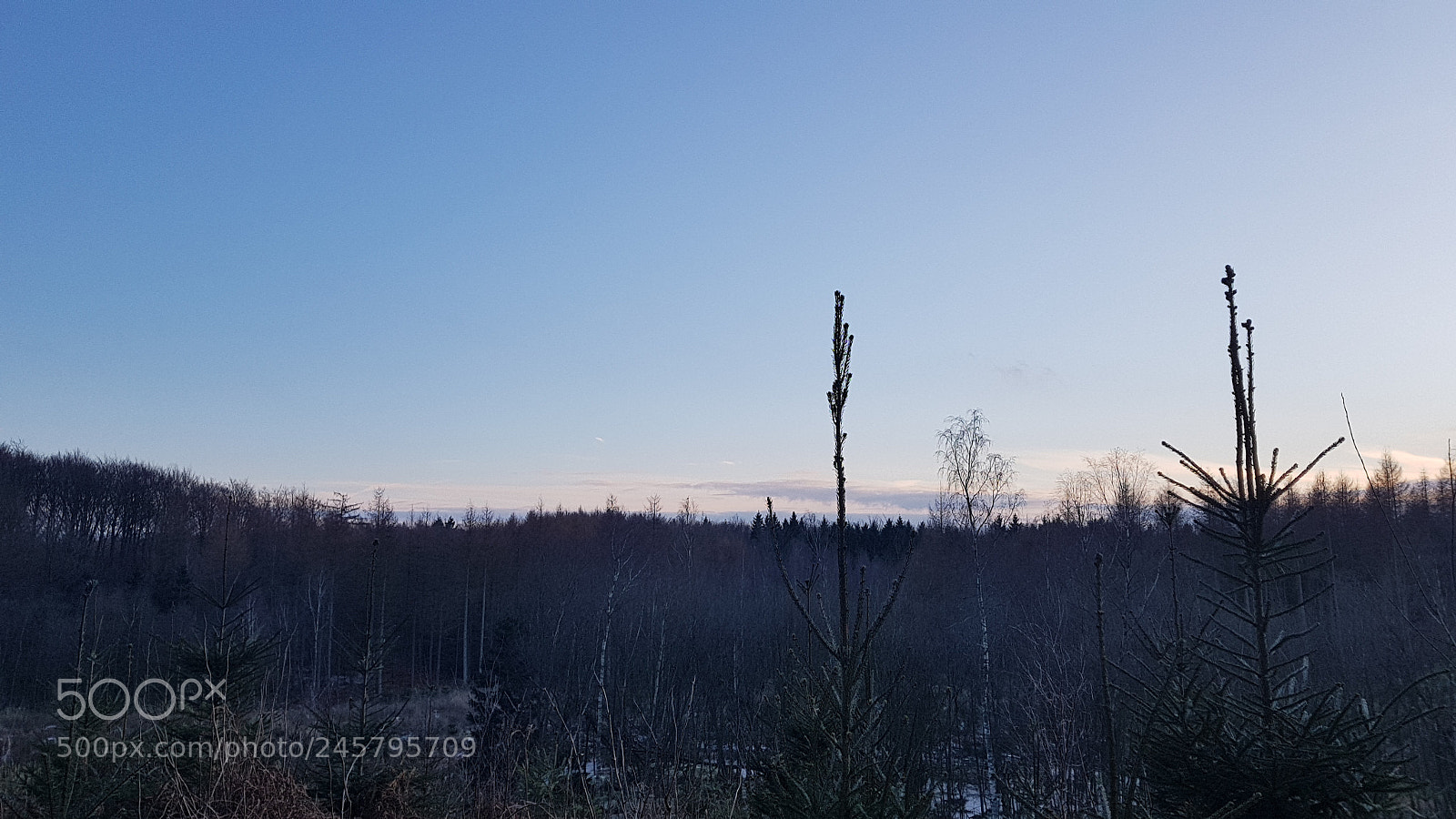 Samsung Galaxy S8 sample photo. Sleepy winter photography