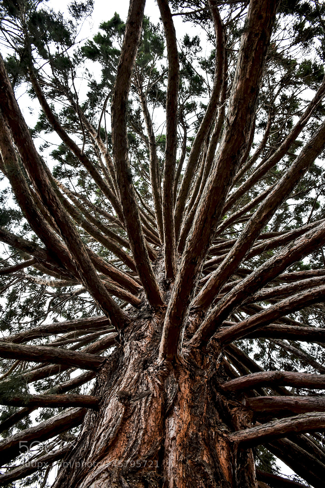 Nikon D5500 sample photo. Epic tree photography
