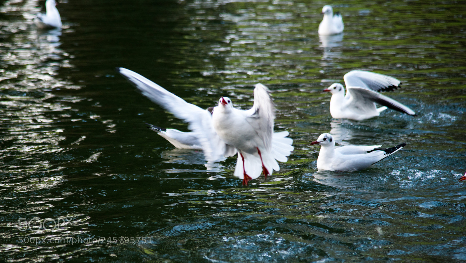 Nikon D850 sample photo. Birds photography