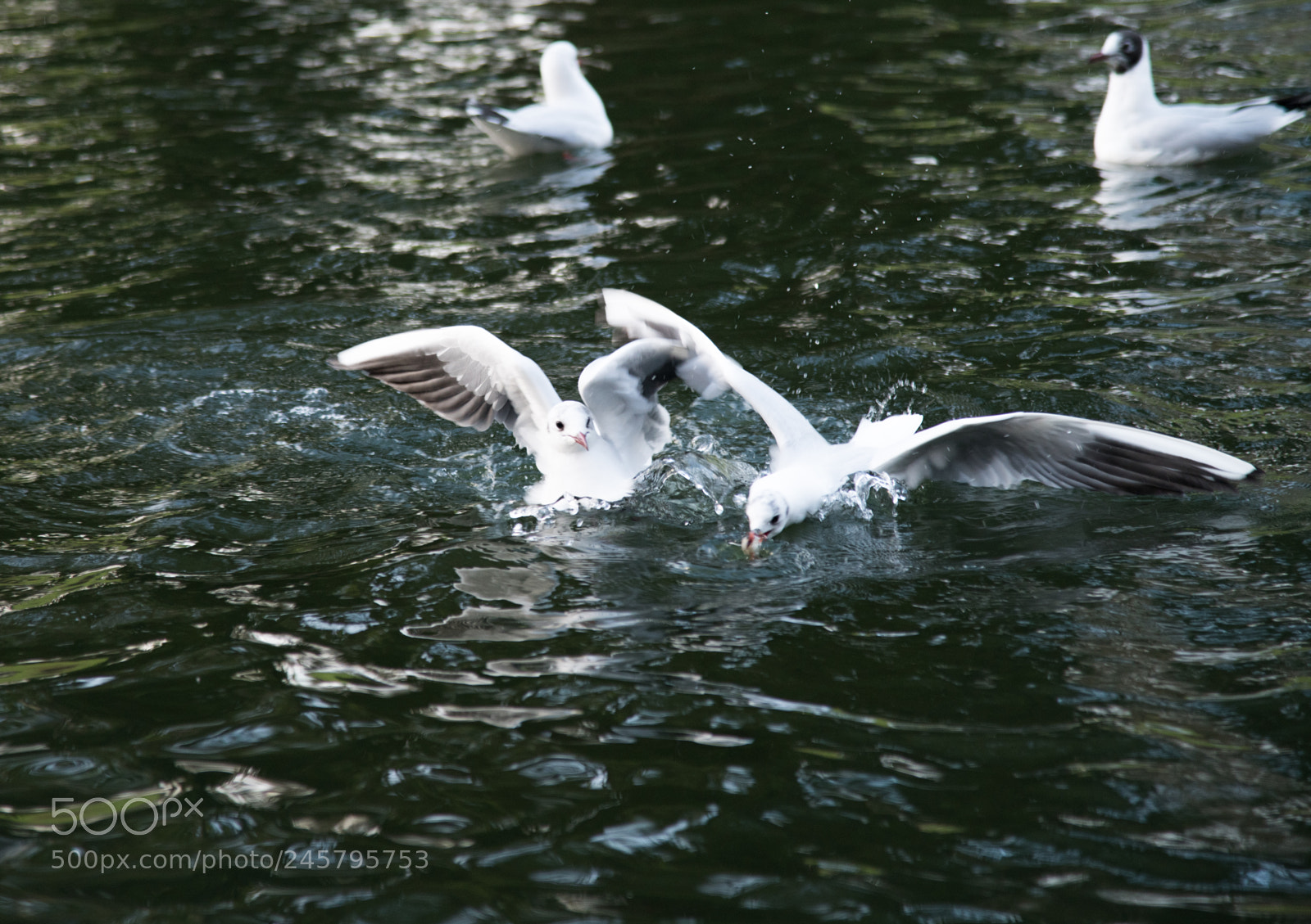 Nikon D850 sample photo. Birds photography