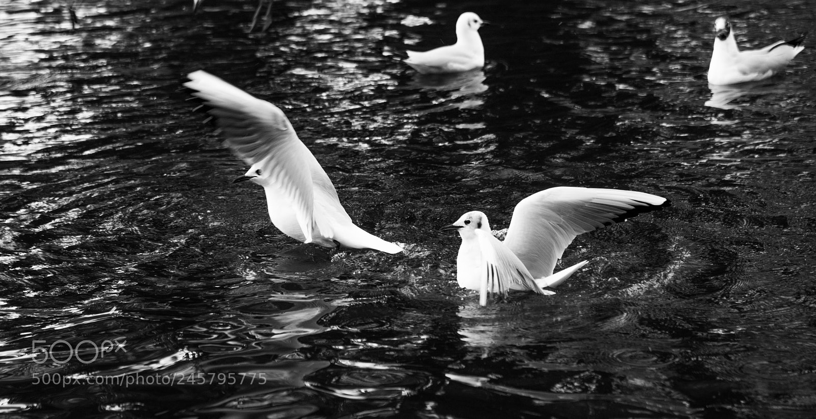 Nikon D850 sample photo. Birds photography