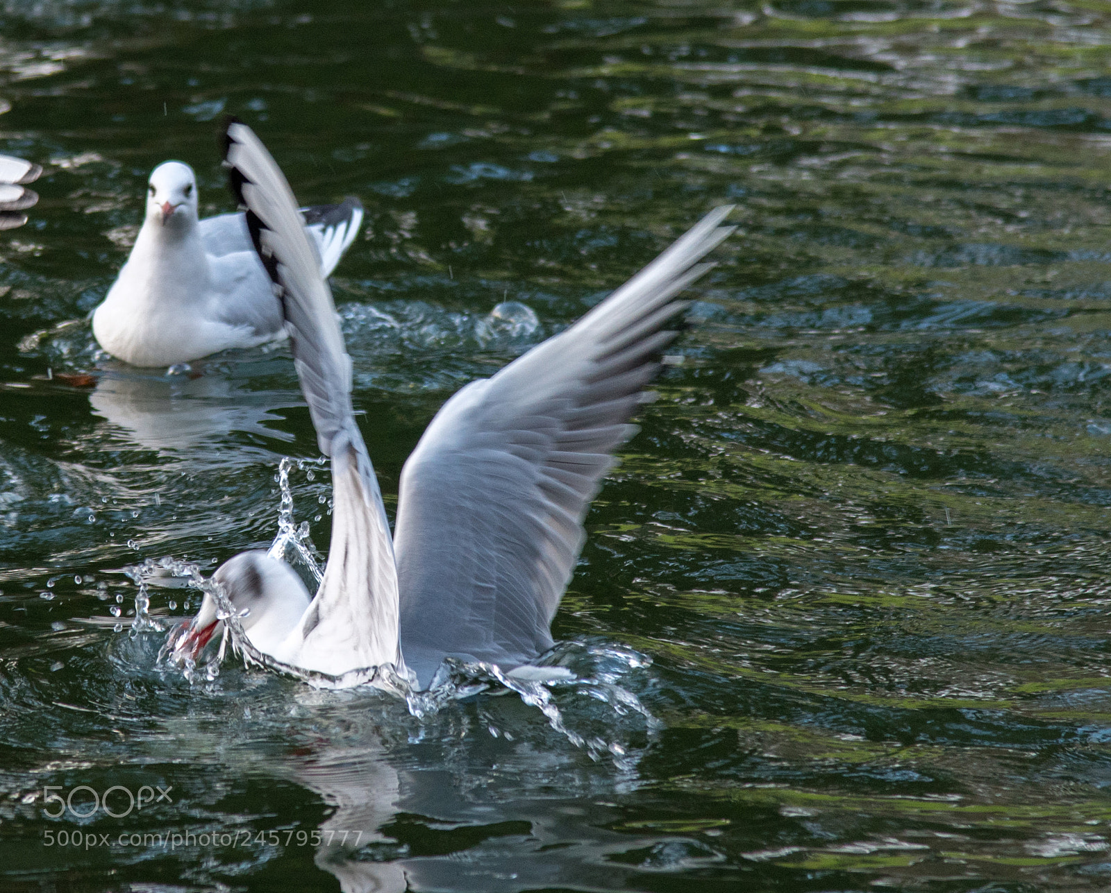 Nikon D850 sample photo. Birds photography