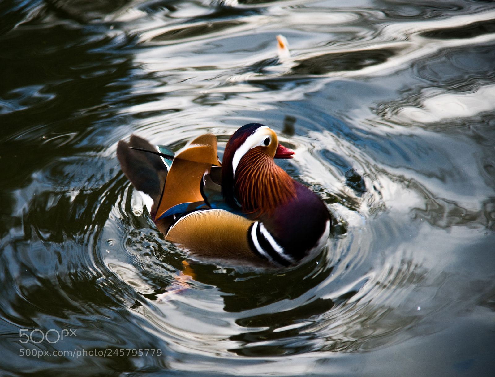 Nikon D850 sample photo. Birds photography