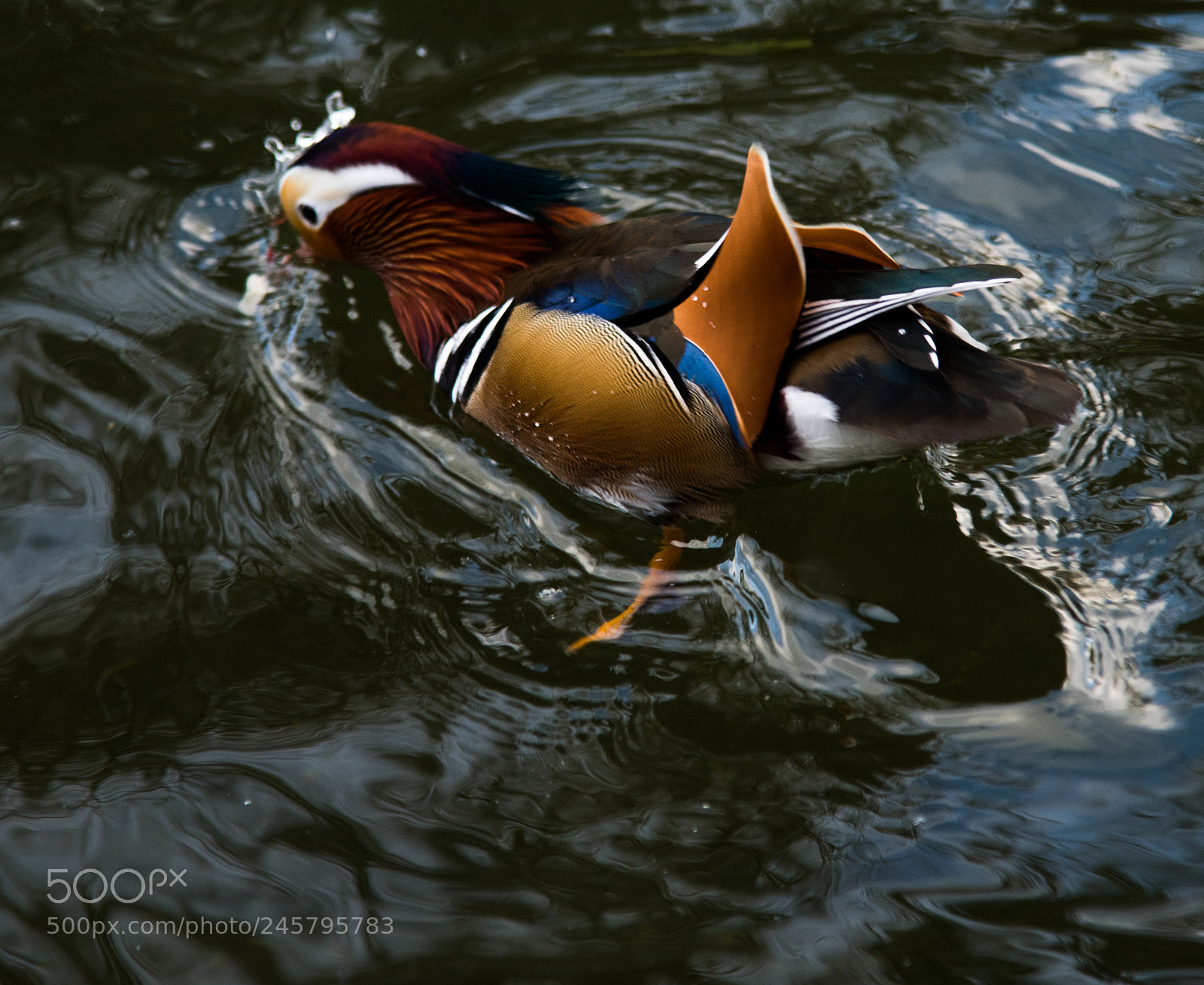 Nikon D850 sample photo. Birds photography