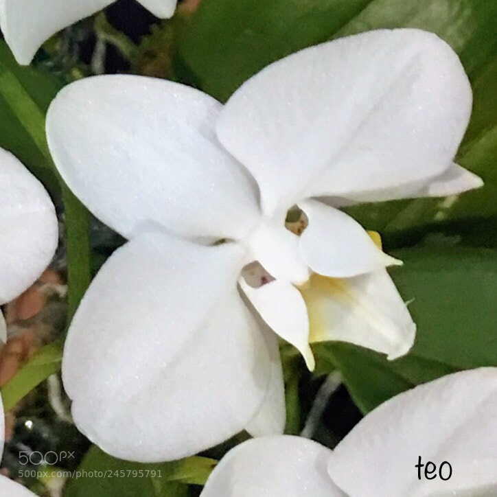 Apple iPhone 6s Plus sample photo. Cool orchid photography
