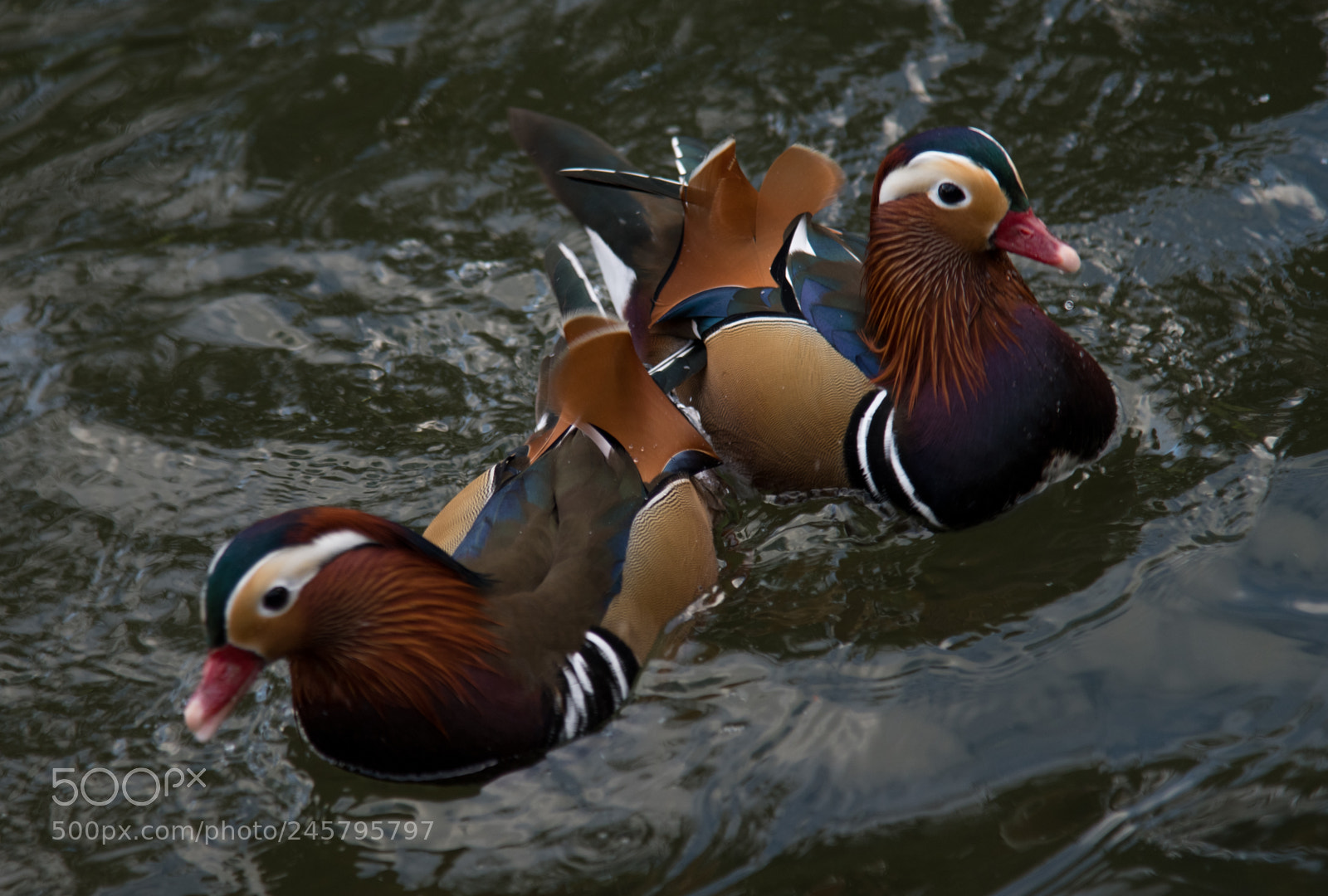 Nikon D850 sample photo. Birds photography