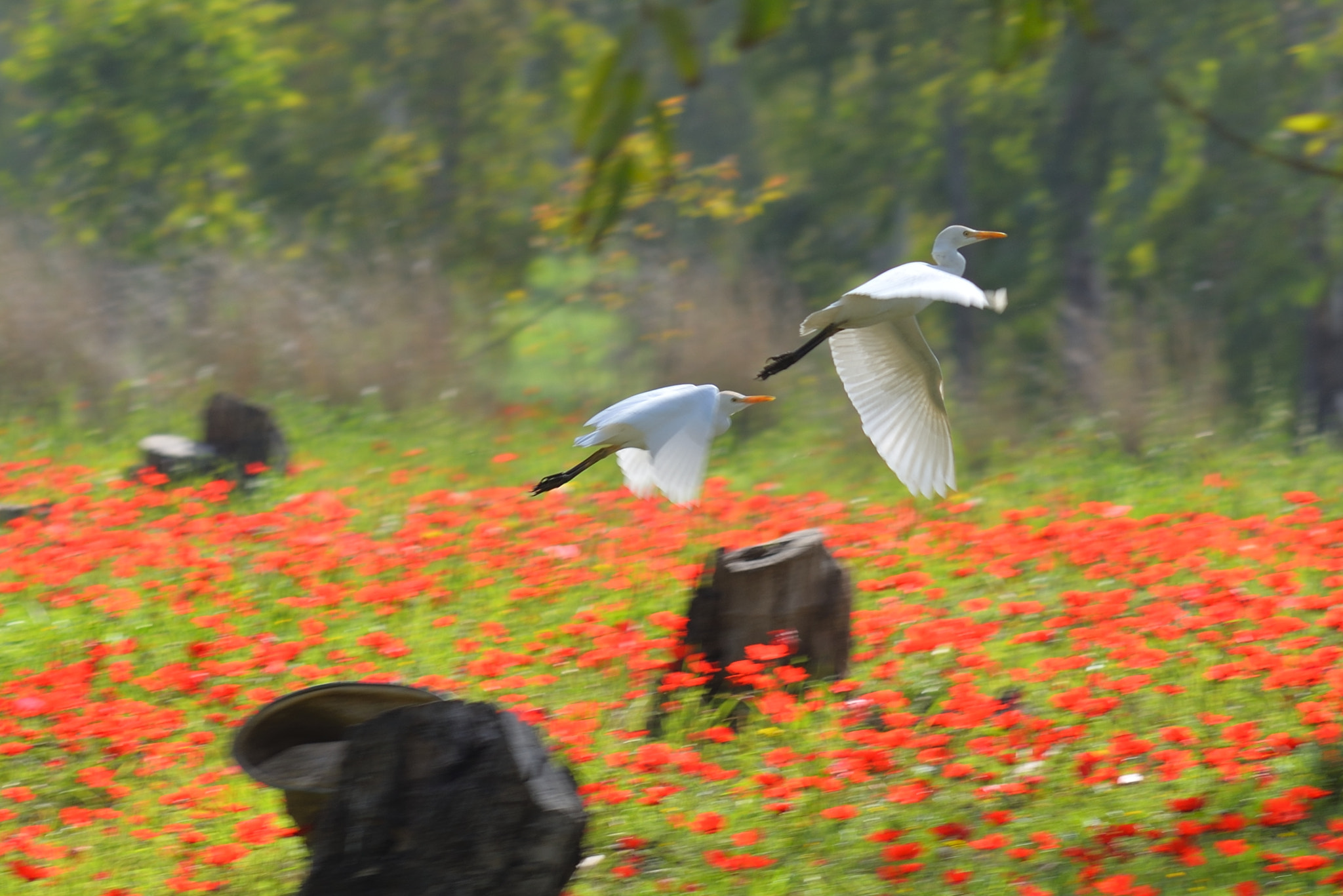 Nikon D610 + AF Nikkor 70-210mm f/4-5.6D sample photo. White and red photography