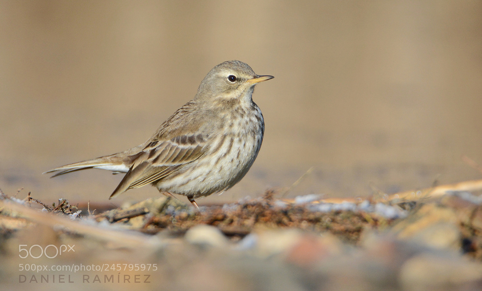 Nikon D7100 sample photo. Bisbita alpino (anthus spinoletta) photography