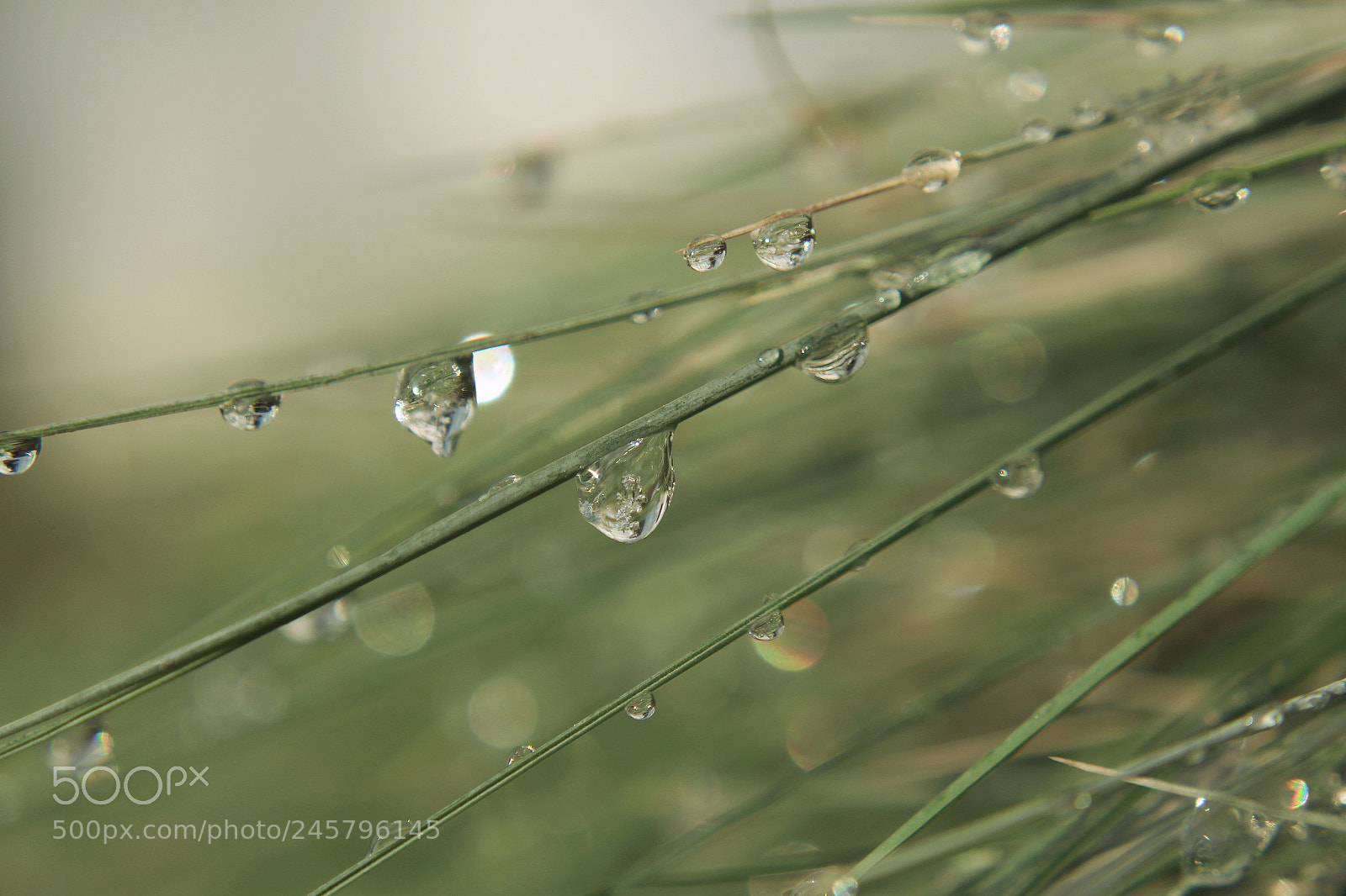 Canon EOS 700D (EOS Rebel T5i / EOS Kiss X7i) sample photo. Just drops photography