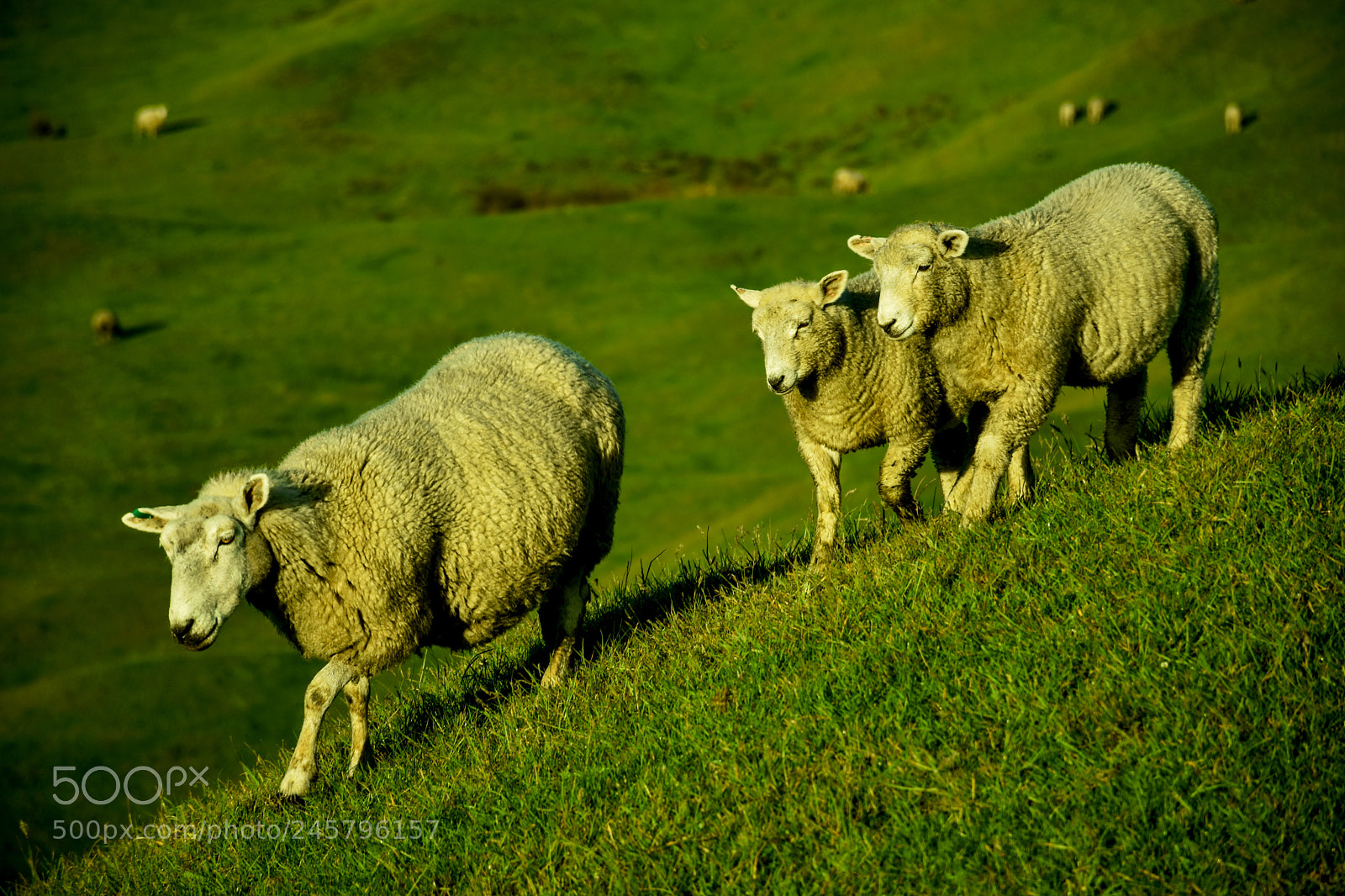Nikon D5500 sample photo. Sheep photography